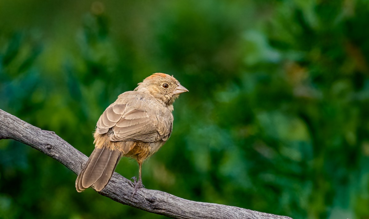Canyon Towhee - ML639990925