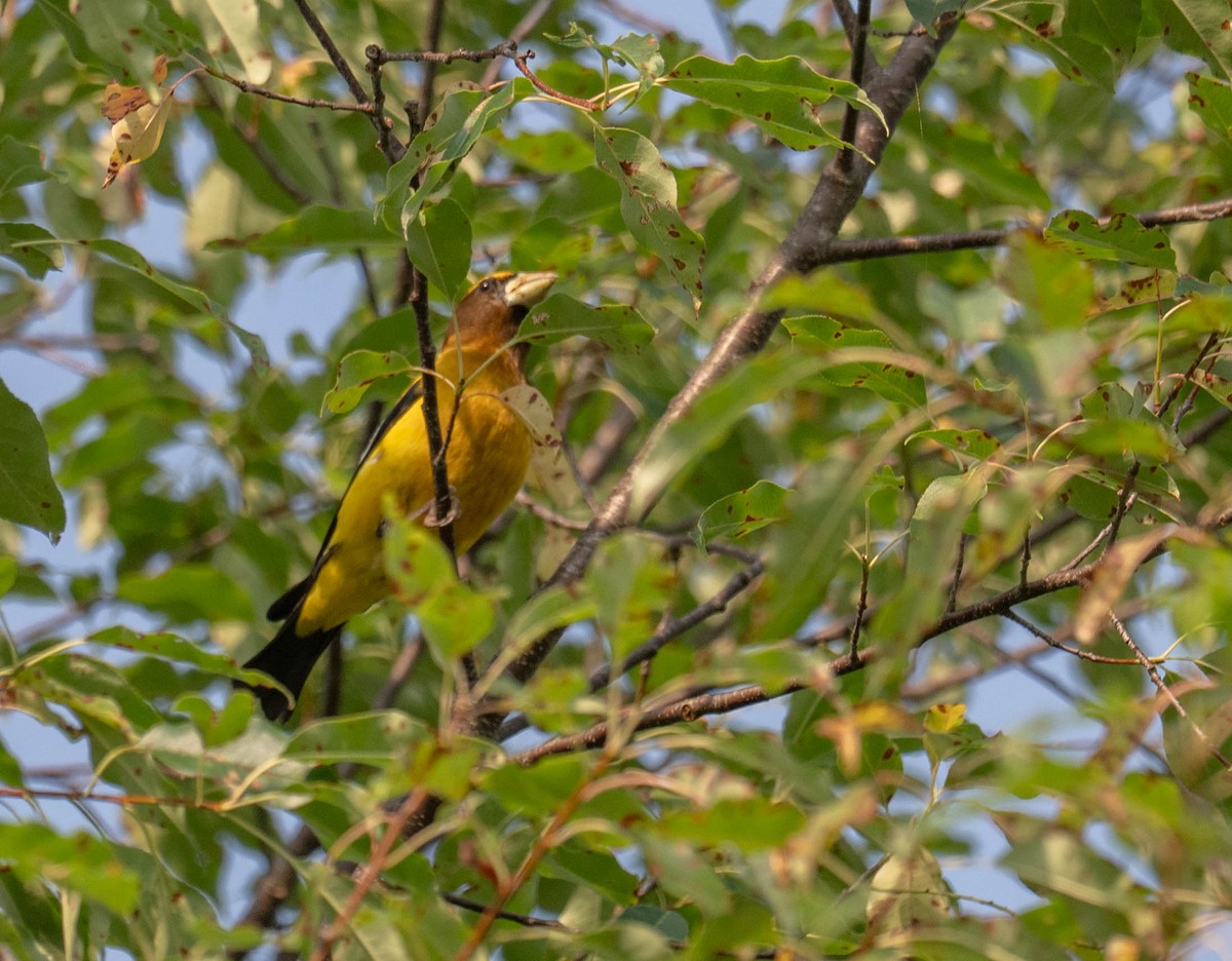 Evening Grosbeak - ML639990926