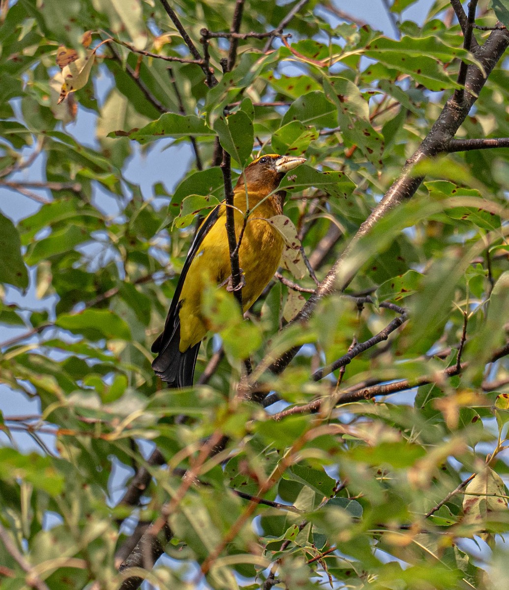 Evening Grosbeak - ML639990927
