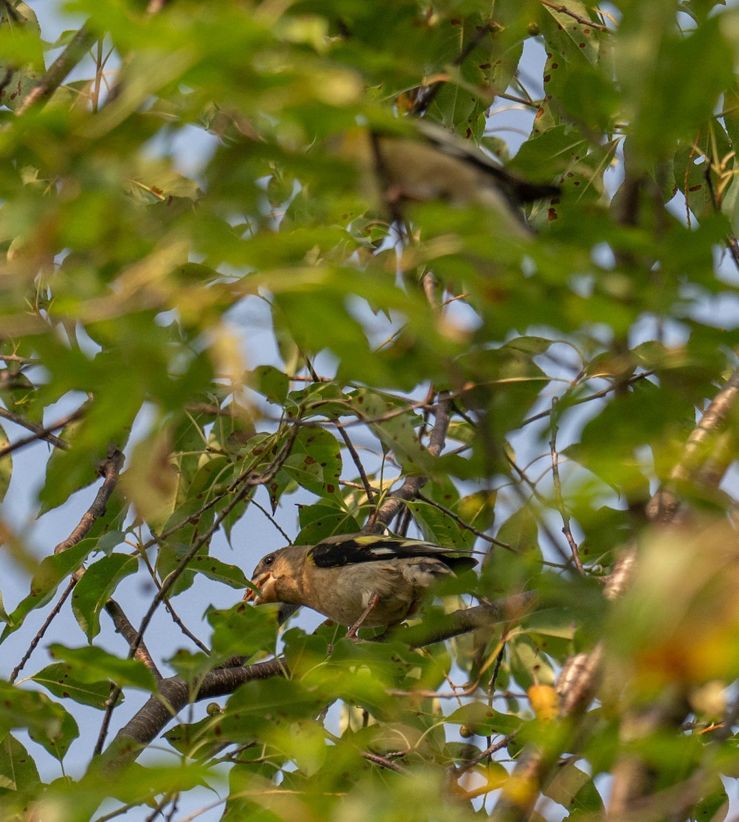 Evening Grosbeak - ML639990928