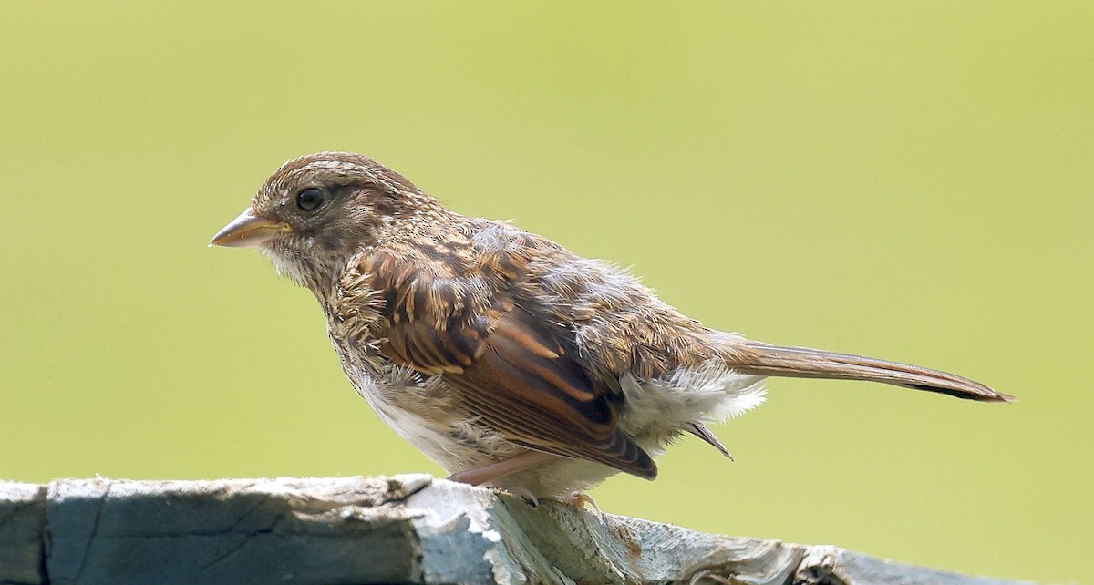 Song Sparrow - ML639990938