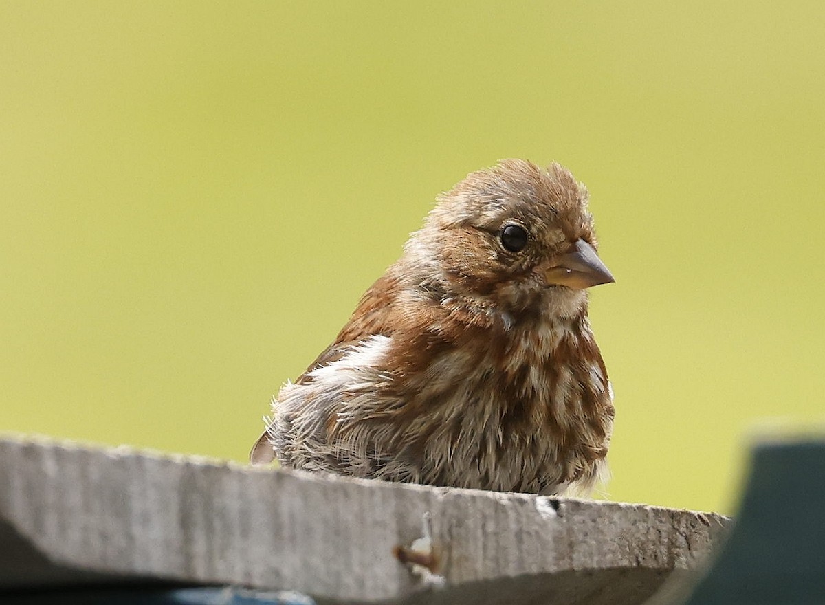 Song Sparrow - ML639990939