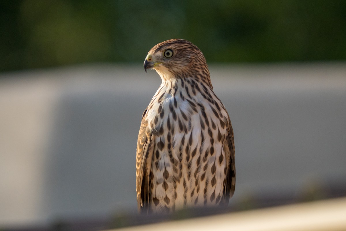 Cooper's Hawk - ML639990961