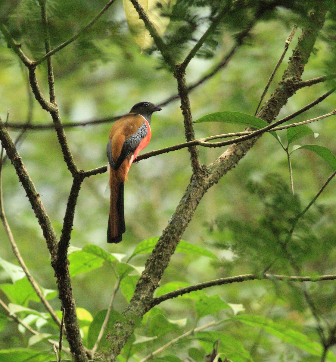 Trogon de Malabar - ML639990967