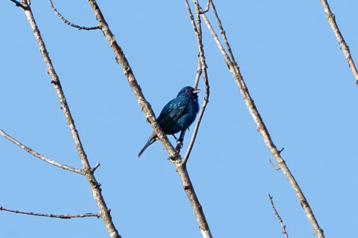 ルリノジコ - ML639990990