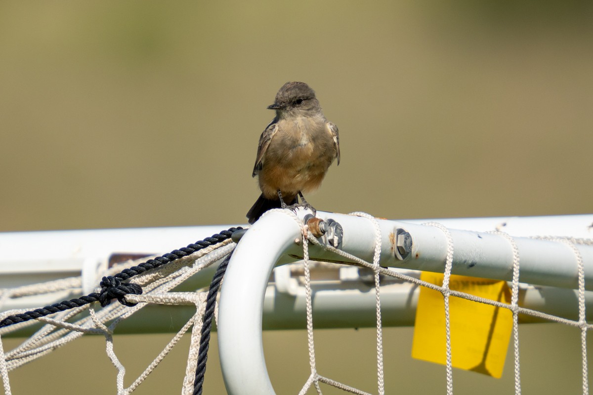 Say's Phoebe - ML639990995