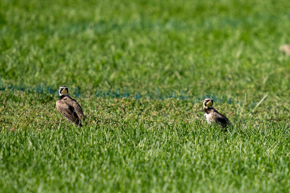 Horned Lark - ML639990998