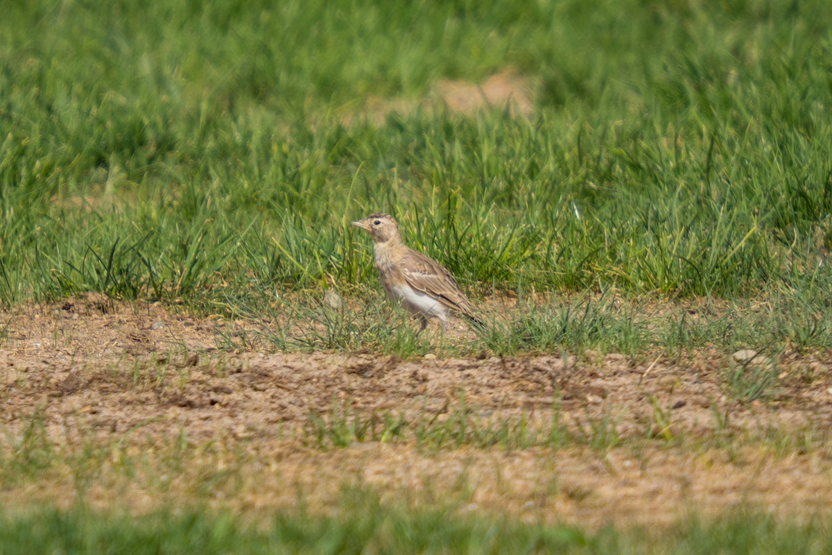 Horned Lark - ML639990999
