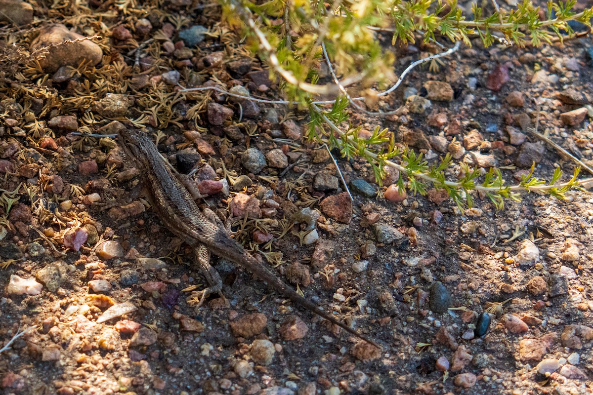 Southwestern Fence Lizard - ML639991009
