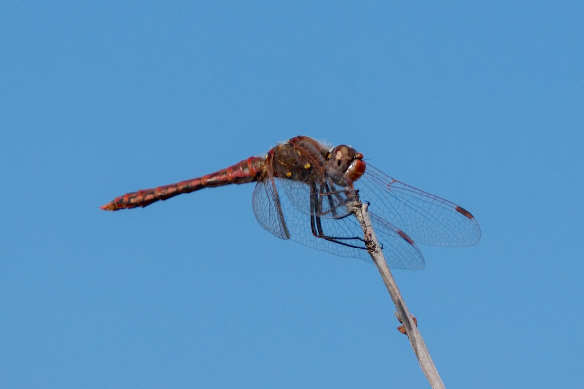Variegated Meadowhawk - ML639991018