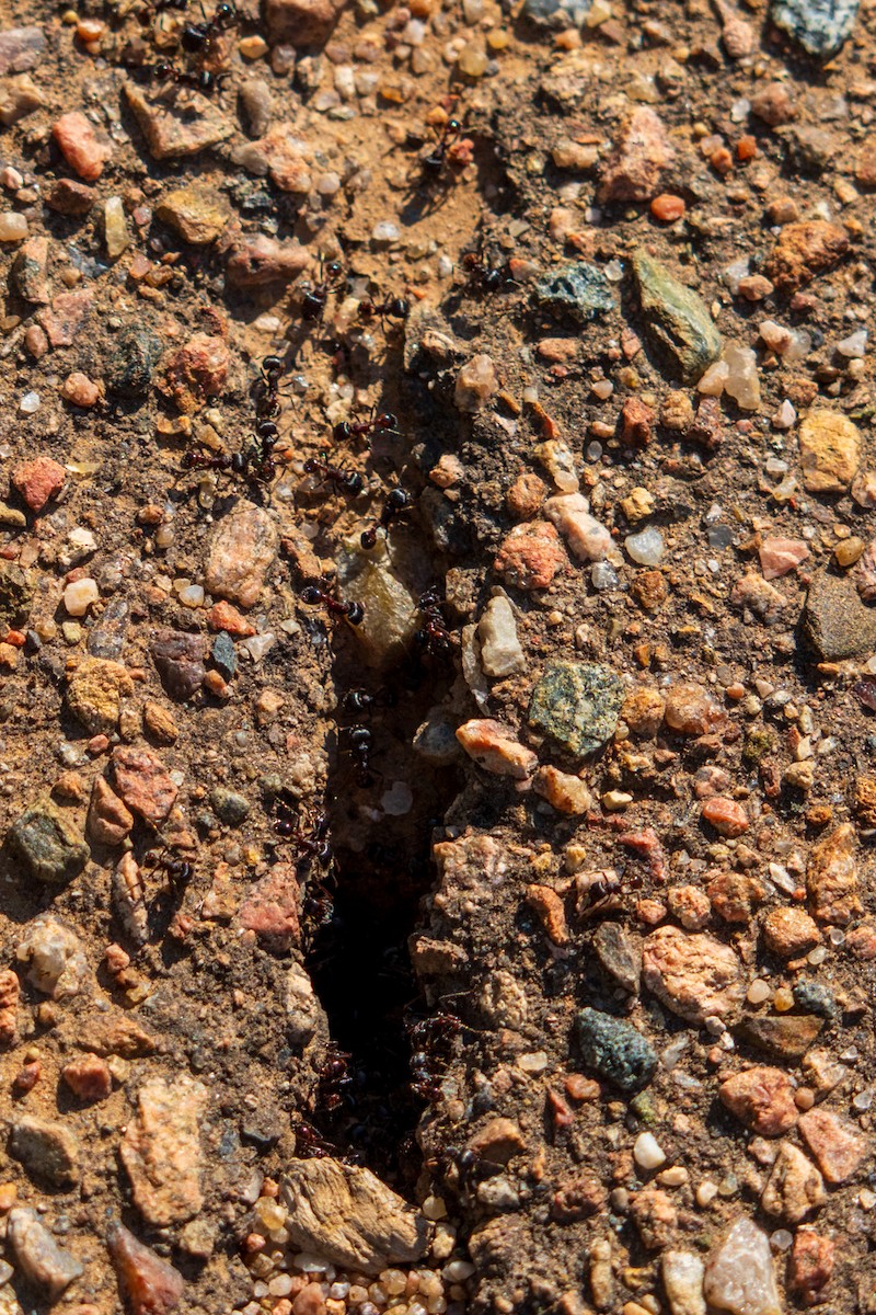 Rough Harvester Ant - ML639991019