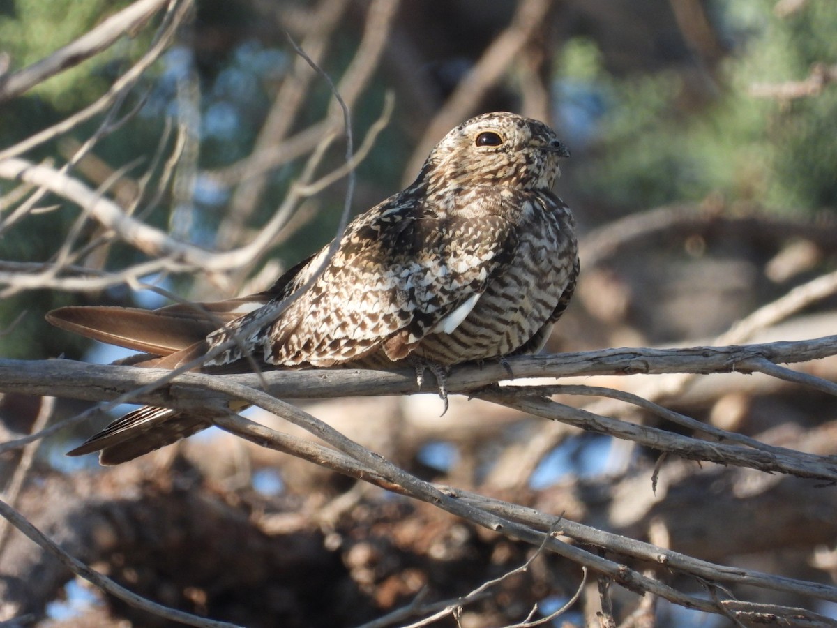Common Nighthawk - ML639991035