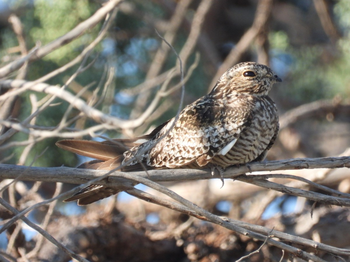 Common Nighthawk - ML639991036