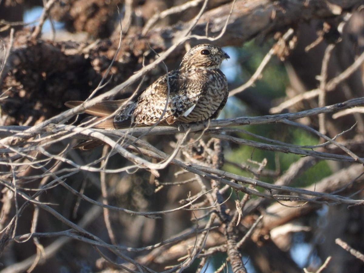 Common Nighthawk - ML639991037