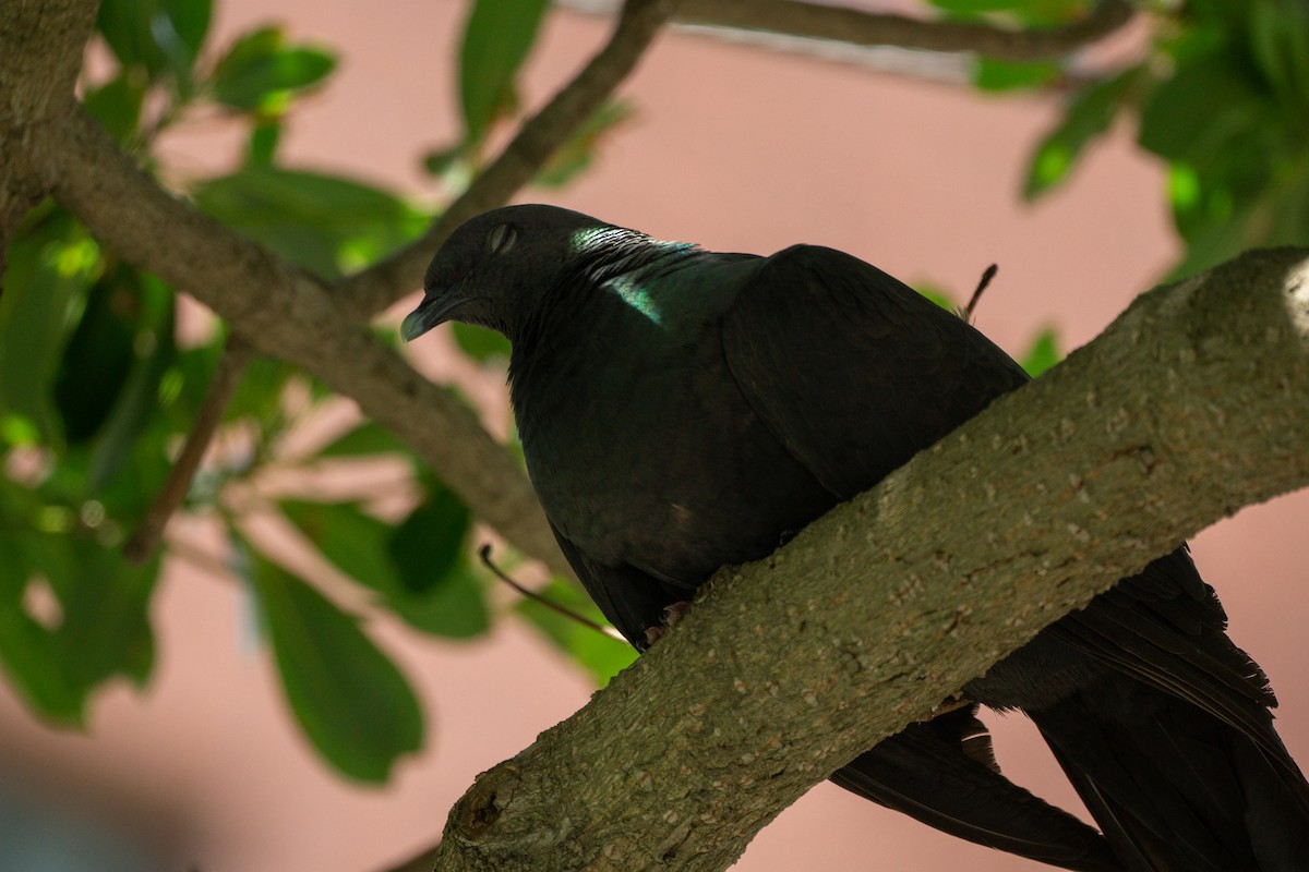 Black Wood-Pigeon - ML639991051