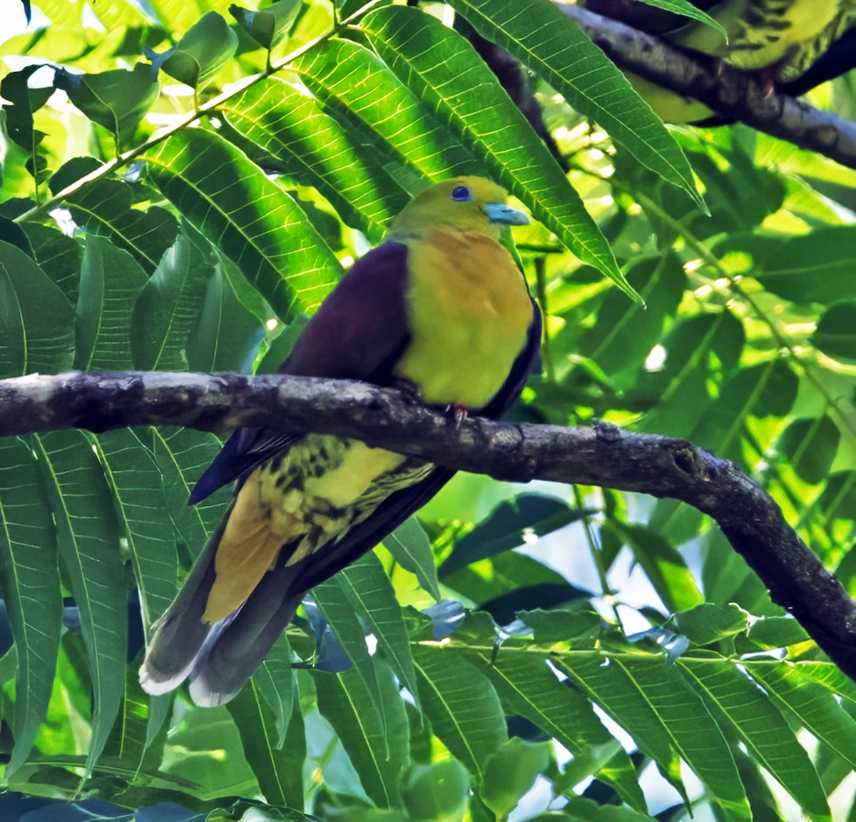 Wedge-tailed Green-Pigeon - ML639991175