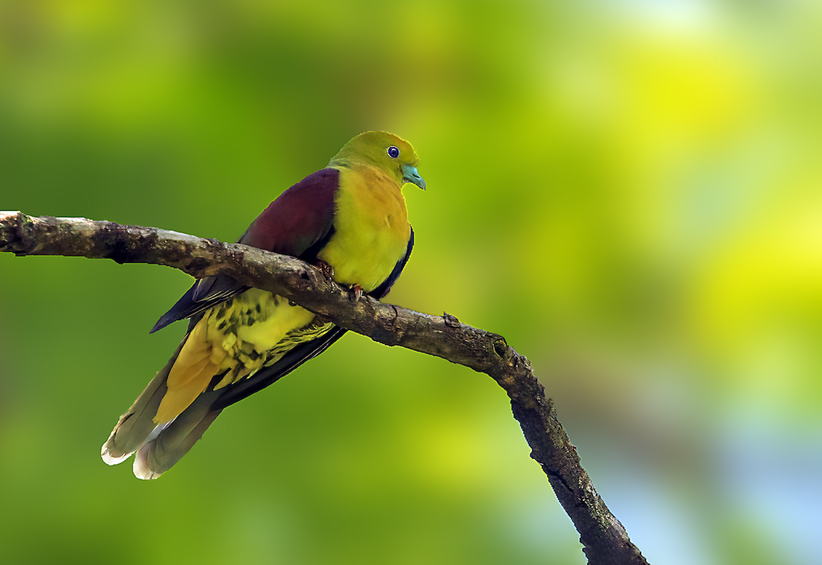 Wedge-tailed Green-Pigeon - ML639991177