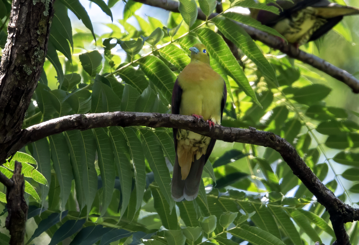 Wedge-tailed Green-Pigeon - ML639991181