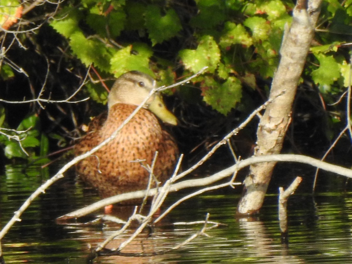 Mallard x Mottled Duck (hybrid) - ML639991255