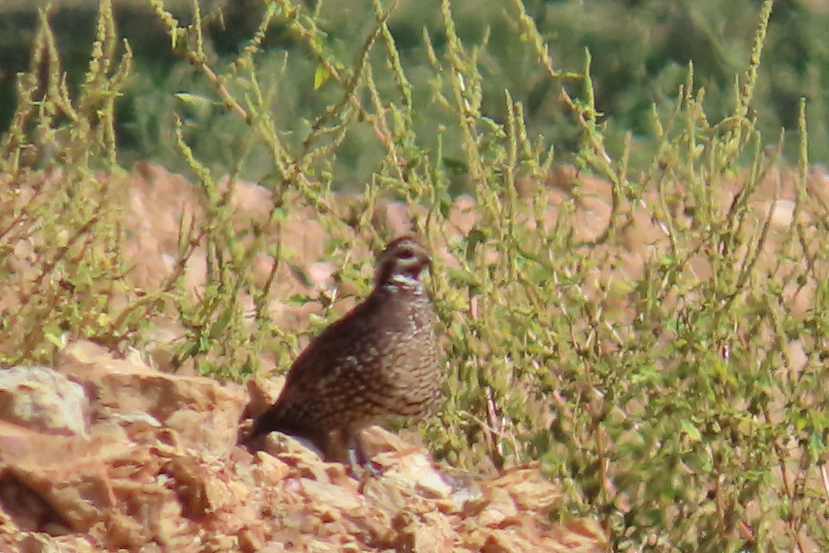 Spot-bellied Bobwhite - ML639991355