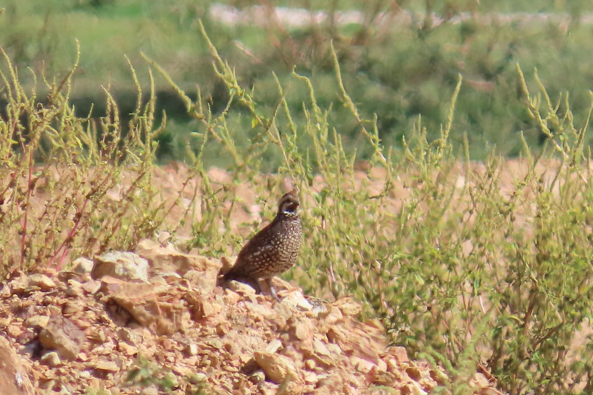 Spot-bellied Bobwhite - ML639991356