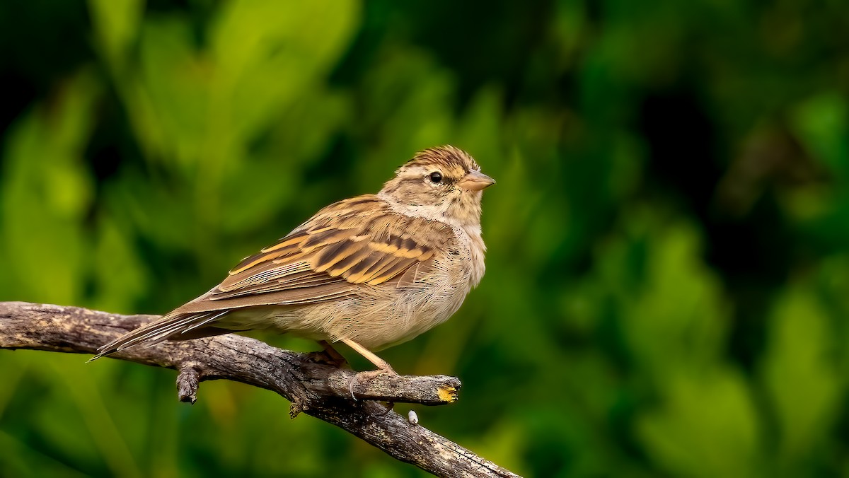 Chipping Sparrow - ML639991367