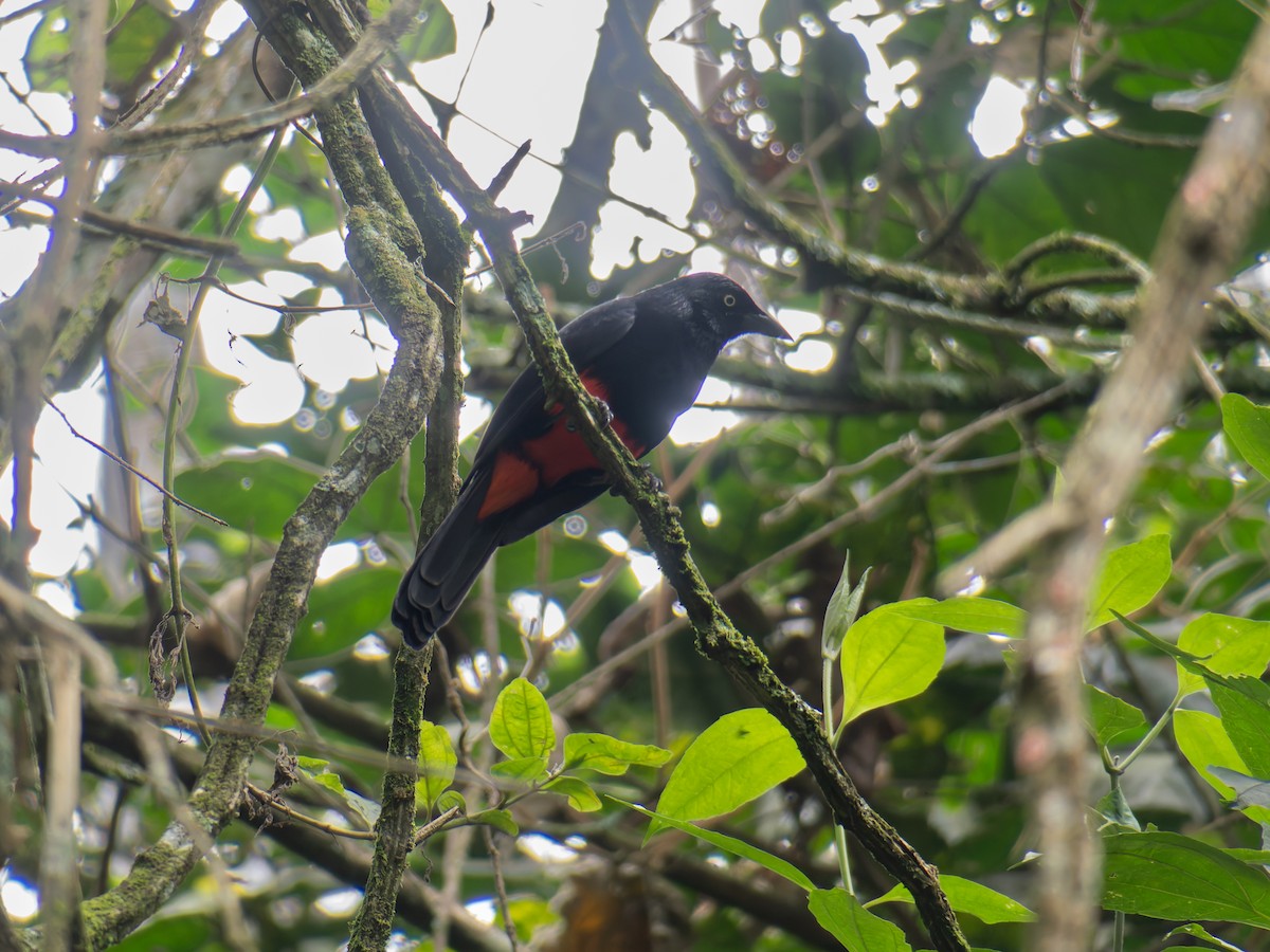 Red-bellied Grackle - ML639991407