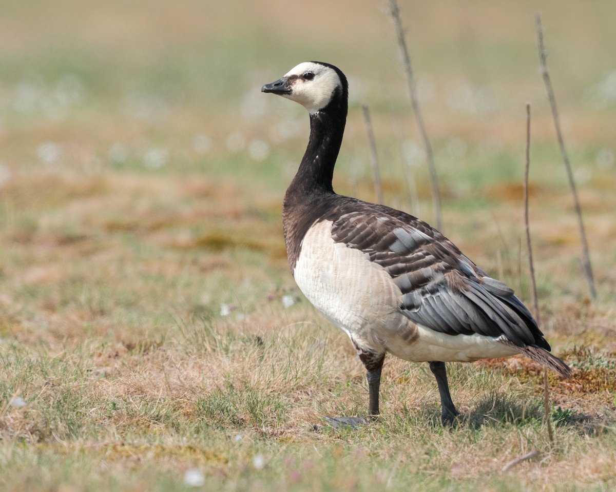 Barnacle Goose - ML639991414