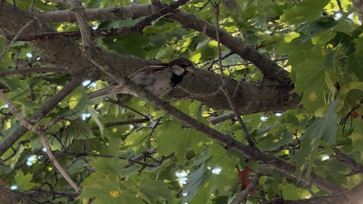 House Sparrow - ML639991432