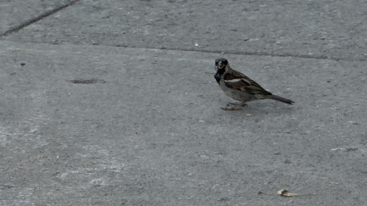 House Sparrow - ML639991433