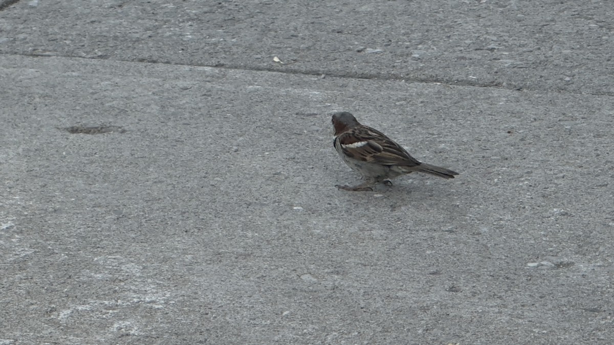 House Sparrow - ML639991434