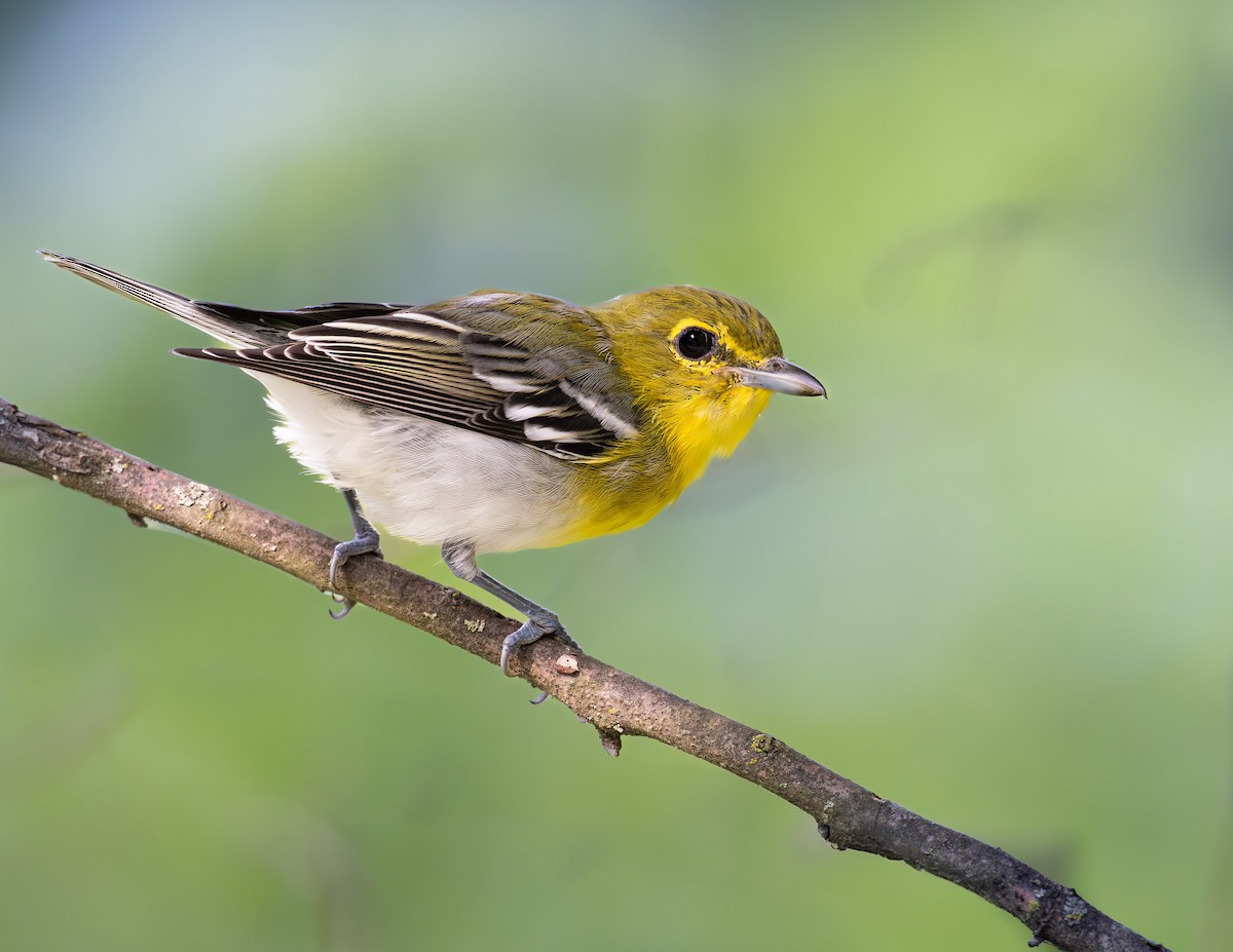 Yellow-throated Vireo - ML639991440