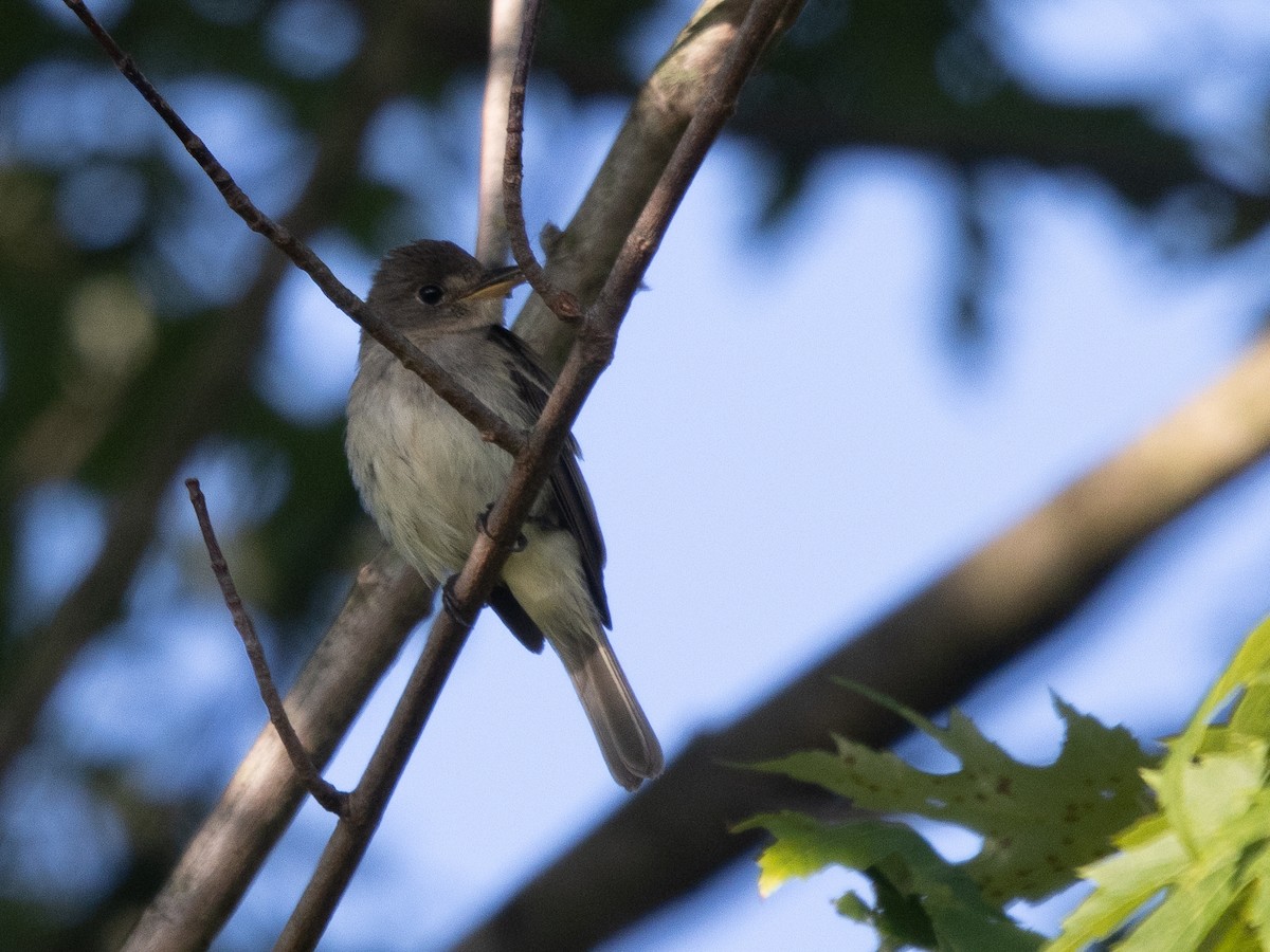 Willow Flycatcher - ML639991479