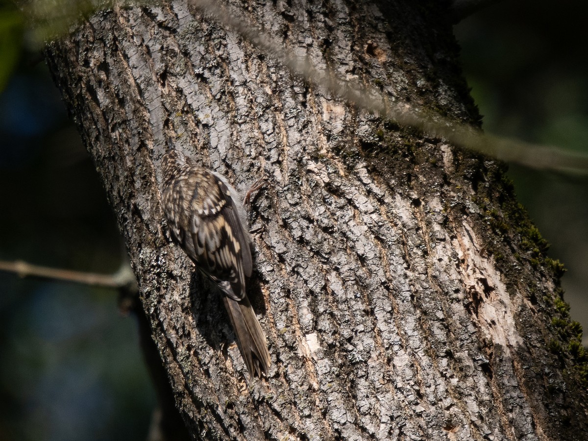 Brown Creeper - ML639991480