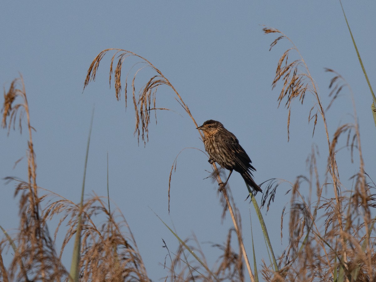 Red-winged Blackbird - ML639991481