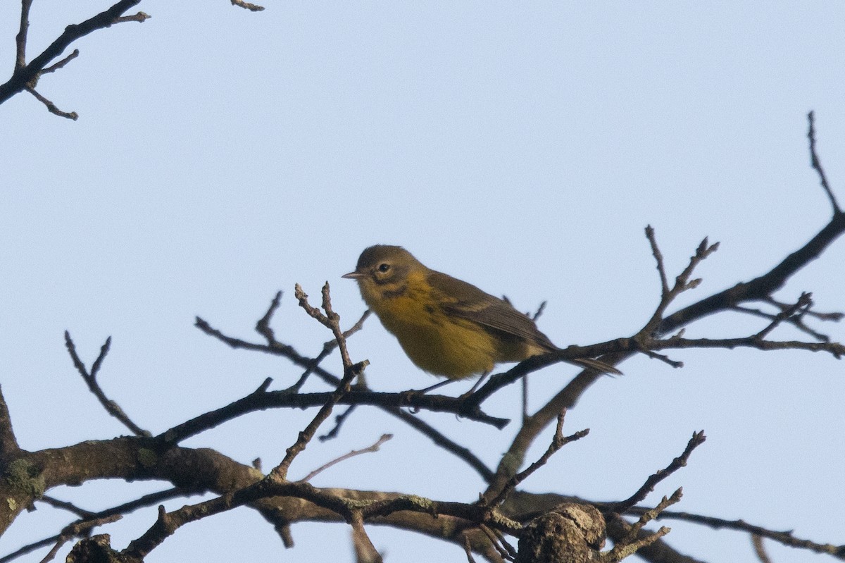 Prairie Warbler - ML639991483