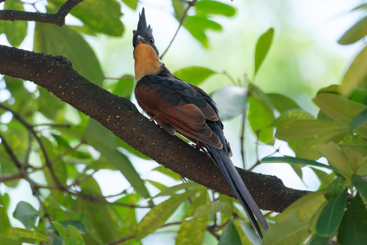 Chestnut-winged Cuckoo - ML639991492