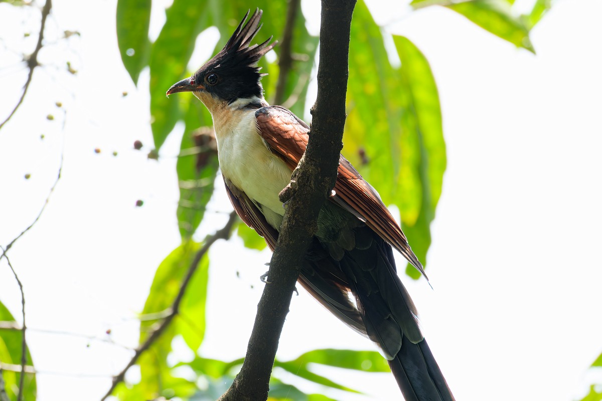 Chestnut-winged Cuckoo - ML639991495