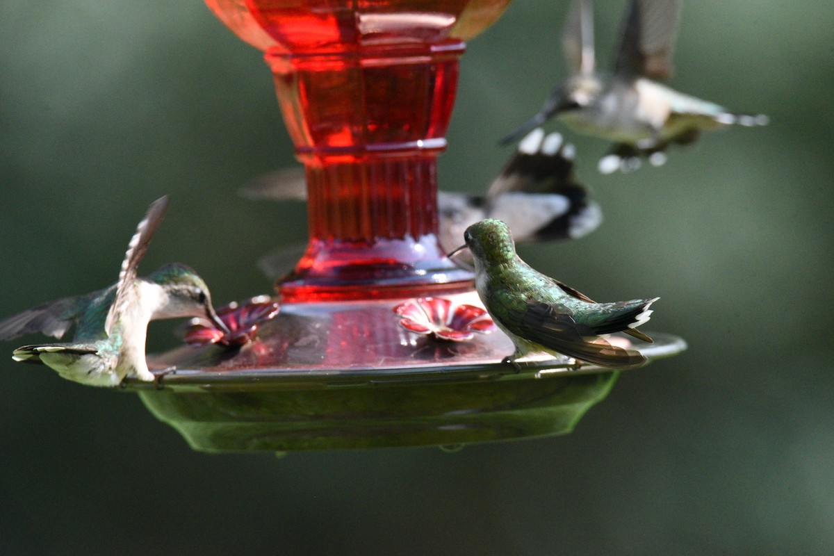Ruby-throated Hummingbird - ML639991549