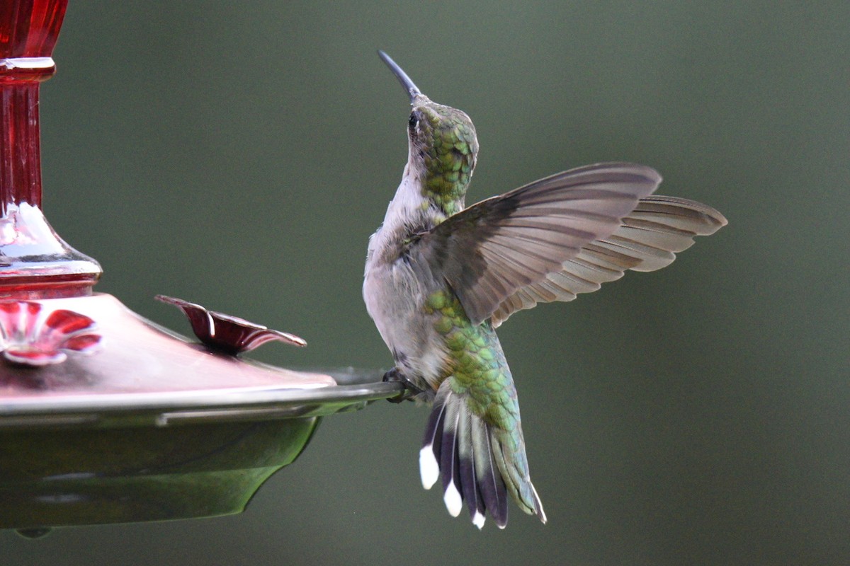 Ruby-throated Hummingbird - ML639991550