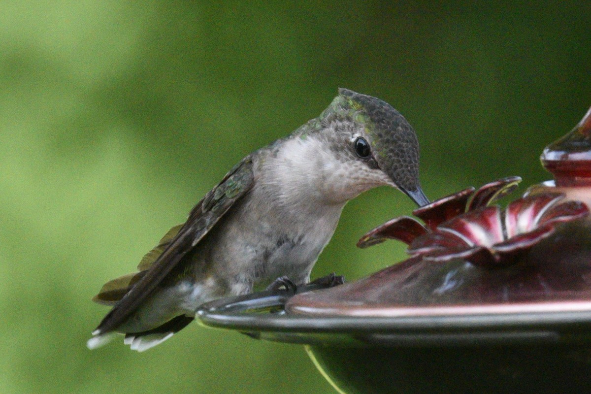 Ruby-throated Hummingbird - ML639991551