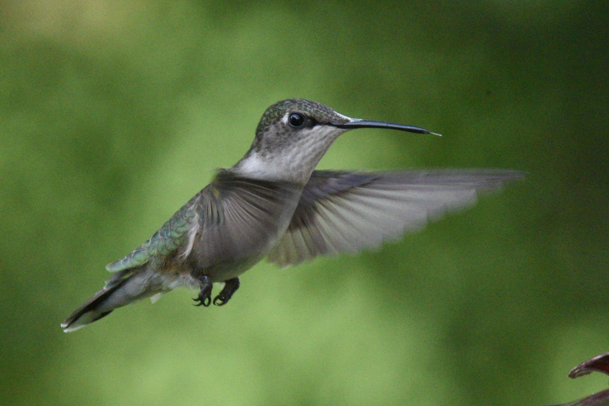 Ruby-throated Hummingbird - ML639991553