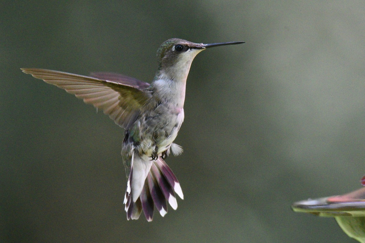 Ruby-throated Hummingbird - ML639991554