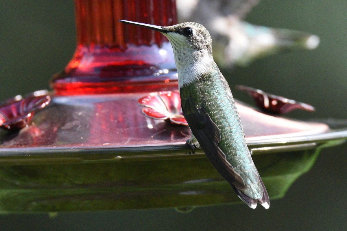 Ruby-throated Hummingbird - ML639991555