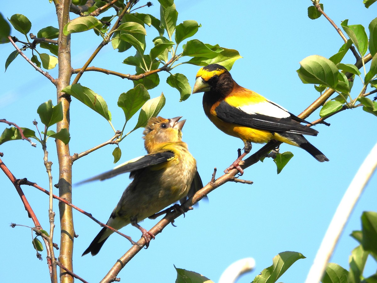 Evening Grosbeak - ML639991558