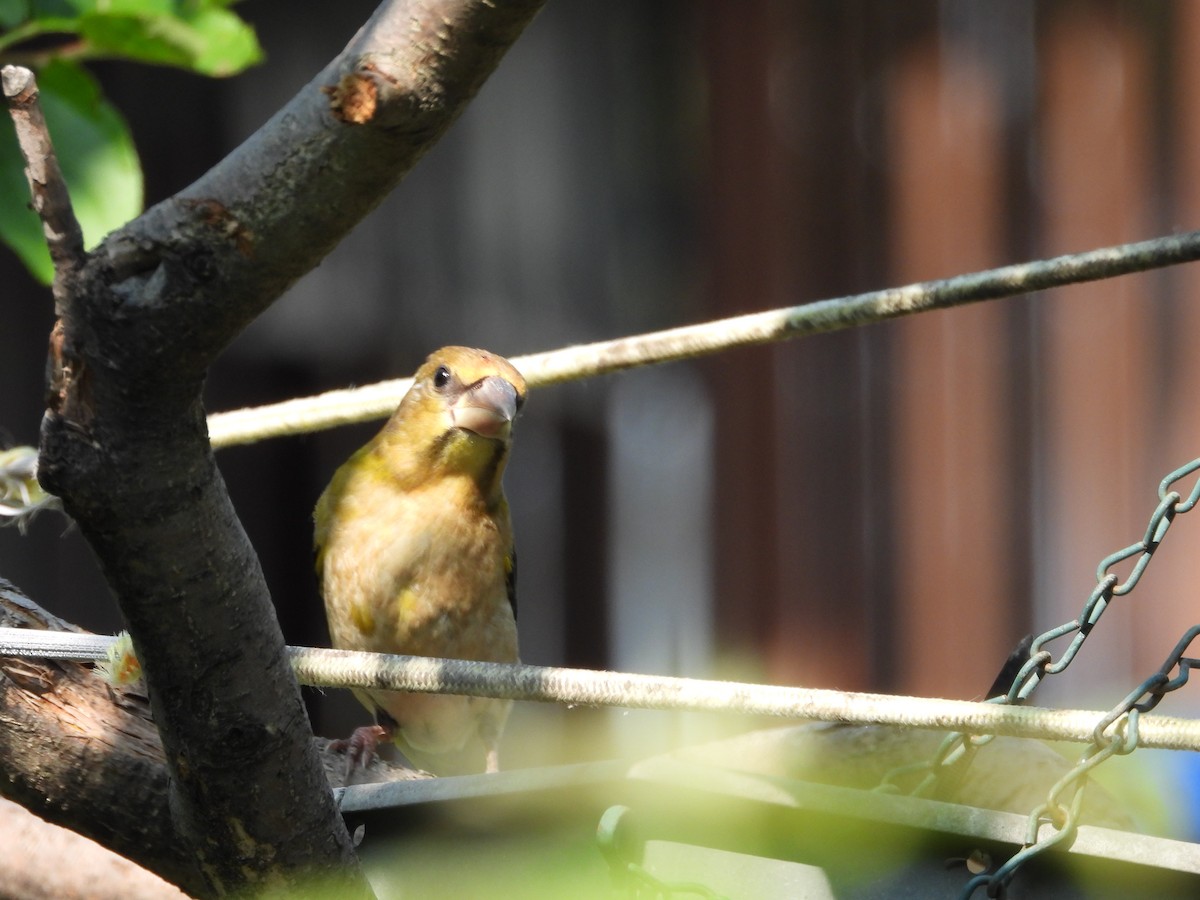 Evening Grosbeak - ML639991559
