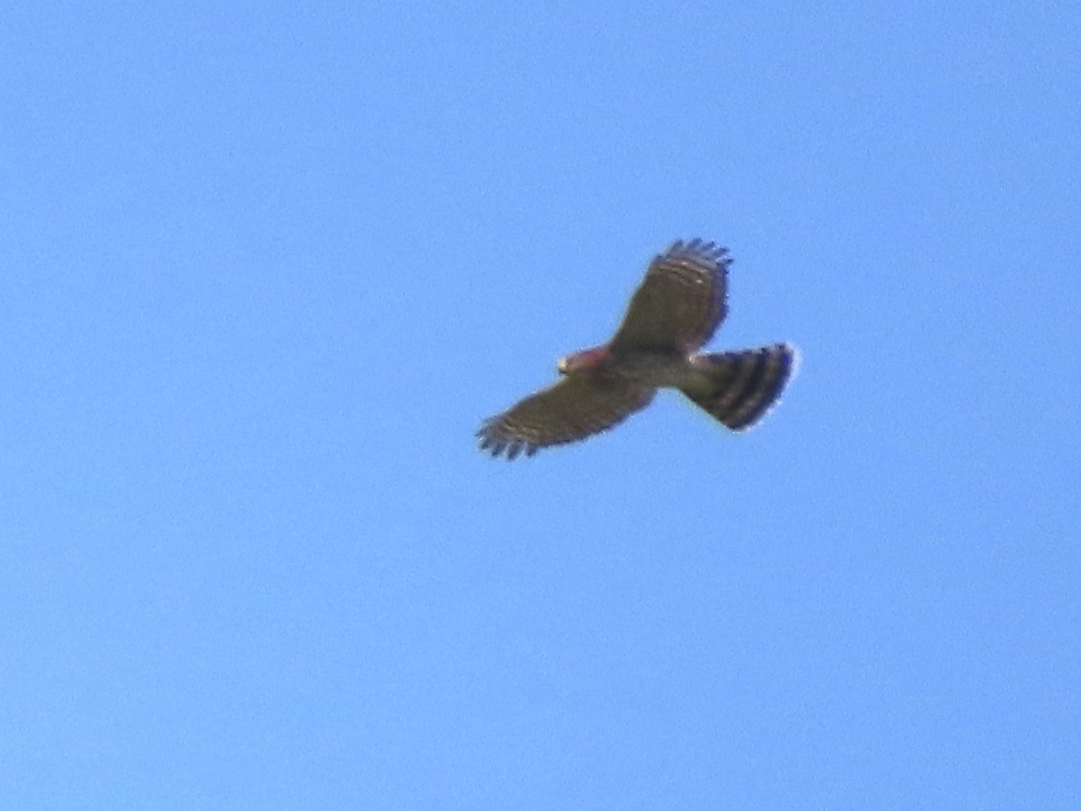 Cooper's Hawk - ML639991582