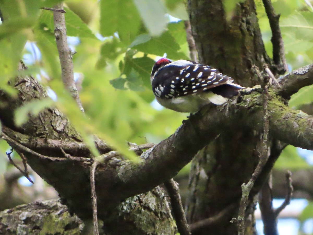Downy Woodpecker - ML639991633