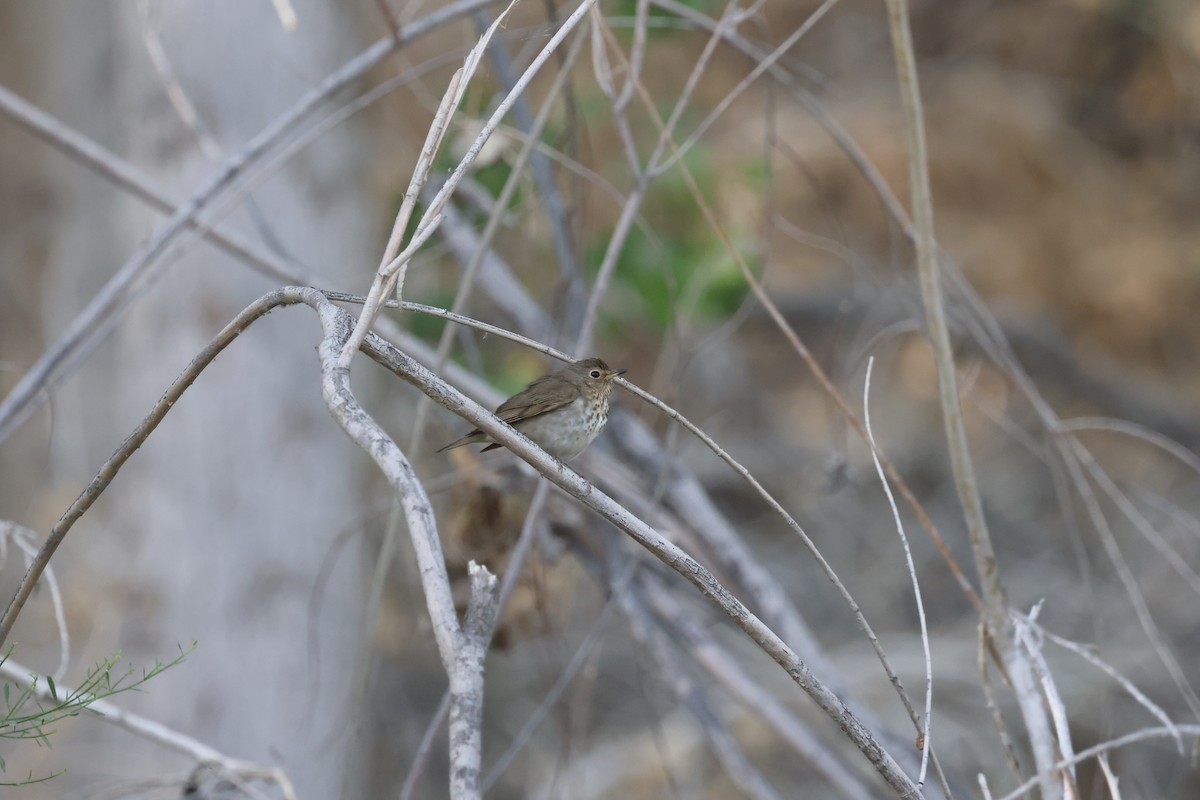Swainson's Thrush (Olive-backed) - ML639991642