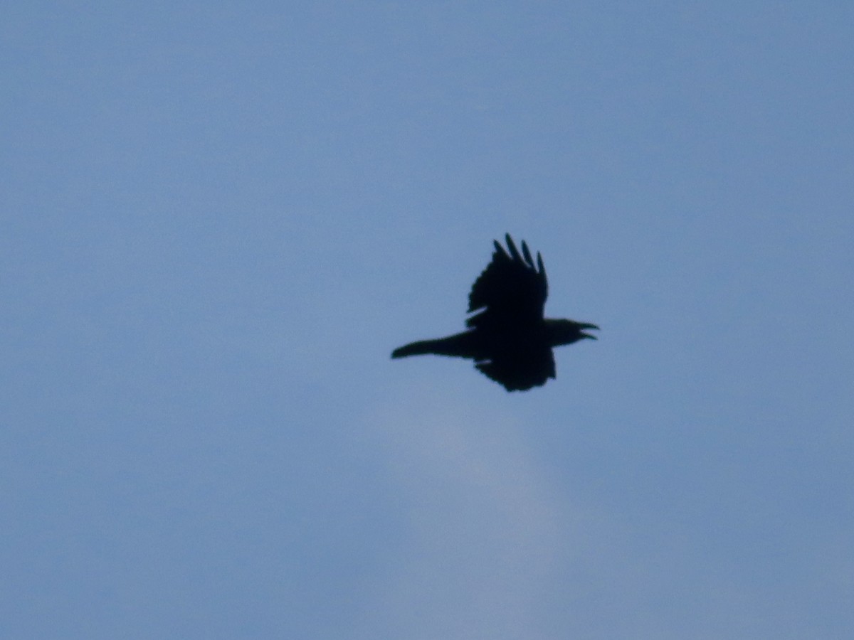 Common Raven - ML639991644